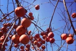 Moc Chau plateau glows in ripe persimmon season