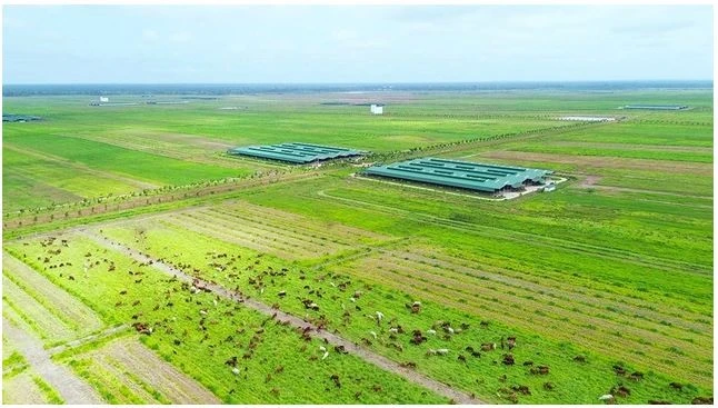 Thaco has invested billions of US dollars in agricultural projects in Cambodia, creating massive integrated production and livestock complexes. (Photo: thanhnien.vn)