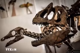 Thailand uncovers 130-million-year-old carnivorous dinosaur fossil