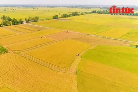 In 2024–2025, the project has implement seven pilot models in Can Tho city and the provinces of Vinh Long, Dong Thap, and An Giang. (Photo: VNA)