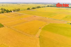 In 2024–2025, the project has implement seven pilot models in Can Tho city and the provinces of Vinh Long, Dong Thap, and An Giang. (Photo: VNA)