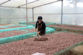 Processing cocoa beans at the venture (Photo: VNA)