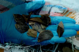 Smugglers disguise the sea cargo carried on a lorry travelling from Indonesia to Cambodia as dried fish skin. (Photo: National Parks Board)