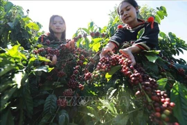 Farmers harvest coffee beans in Dak Lak province. (Photo: VNA)