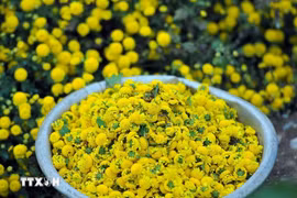 Chrysanthemum flowers are harvested in Nghia Trai village. (Photo: VNA)