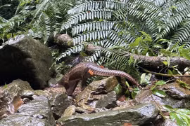 One Javan pangolin released back to nature (Photo: VNA)