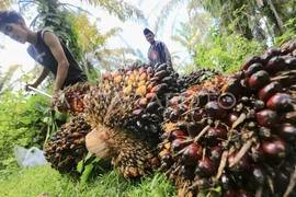Two workers harvest fresh fruit bunches (FFB) of oil palm in West Aceh, Aceh, Indonesia on May 1, 2025. (Photo: Antara)