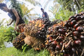 Two workers harvest fresh fruit bunches (FFB) of oil palm in West Aceh, Aceh, Indonesia on May 1, 2025. (Photo: Antara)