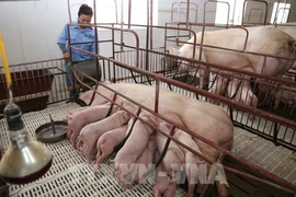 The Minh Loc Breeding Pig Production and Livestock Cooperative in Cam Minh commune, Ha Tinh province. (Photo: VNA)