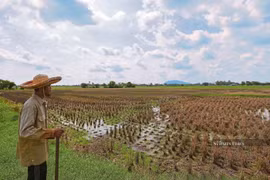 Malaysia advances financial aid to support rice farmers