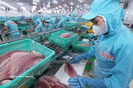 Workers process pangasius fillet for export at Sao Mai Group's factory in An Giang province (Photo: VNA)