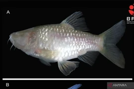 The new species of blind cave fish in Indonesia (Photo: Antara)