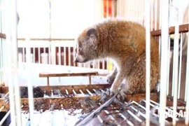 The pygmy slow loris (Nycticebus pygmaeus) was handed over to authorities by a resident of Con Say hamlet, Quynh Anh commune, on November 28. (Source: truyenhinhnghean.vn)