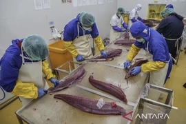 Workers cut tuna meat for export at a fish processing unit in the Nusantara Fisheries Port complex in Ternate, North Maluku, on January 19, 2026. (Photo: ANTARA/Andri Saputra/rwa) 