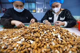 Workers sort and process almonds for export at the factory of Gold Tree Food Vietnam Co., Ltd., a wholly Chinese-owned company, in Tu Ha Industrial Park, Hue city. (Photo: VNA)