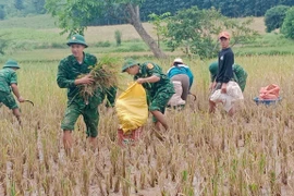 Soldiers help people harvest rice in the rainy season (Photo: VNA)