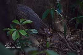 Nine Sunda pangolins (Manis javanica) have been released back into the wild at the Bach Ma National Park. (Photo: VNA)