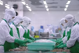 Processing shrimp for export (Photo: qdnd.vn)