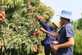 To promote the local lychee brand, expand consumption markets and enhance the fruit's value, Bac Ninh province is organising various trade promotion activities and experiential tourism programmes during the 2026 lychee season. (Photo: VNA)