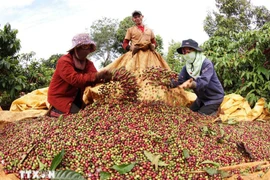 Famers harvest coffee. (Photo: VNA)