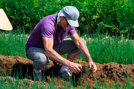 Foreign tourists experience the feeling of being a farmer in Tra Que vegetable village (Photo: VietnamPlus)