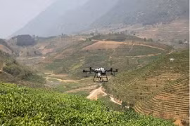 Using drones in agricultural production in Lai Chau province. (Photo: nhandan.vn)