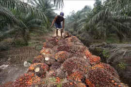 Workers harvest palm oil fruit in Pelalawan, Riau province, Indonesia. (Photo: AFP/VNA)