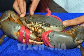 Mud crabs in Australia are similar to those from Ca Mau but priced very high. (Photo: VNA)