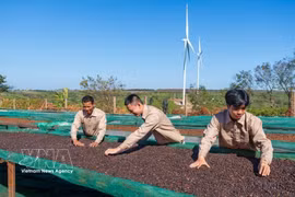 Coffee production process at Ngon Avatar Co., Ltd. meets the requirements for official exports to New Zealand and several European markets. (Photo: VNA)