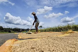 An Indonesian farmer drying harvested rice (Photo: VNA)
