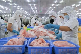 Processing pangasius for export at Caseamex Joint Stock Company, Tra Noc Industrial Park, Can Tho city. (Photo: VNA)