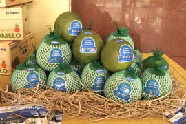 Pomelos of Dong Thap province are exported to the Australian market. (Photo: VNA)