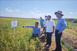 Vietnamese Ambassador to Cuba Le Quang Long visits the Vietnam - Cuba Cooperation Project for Rice Production Development in Calimete district during his working visit to Matanzas province. (Photo: VNA)