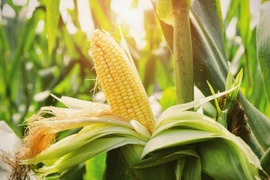 Indonesia aims to stop corn imports in 2026