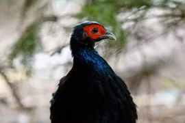 A Vietnamese pheasant chick born at Pairi Daiza Zoo in Belgium (Photo: published by VNA)