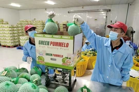 Workers pack pomelo for export. (Photo: VNA)