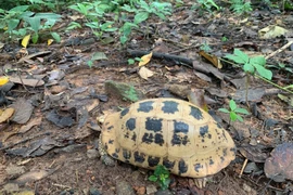 The turtle is released back into the natural forest habitat as part of conservation efforts (Photo: VNA)