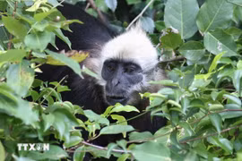 Cat Ba langur is an extremely rare primate species found exclusively in the humid tropical forests of Cat Ba island (Photo: VNA)