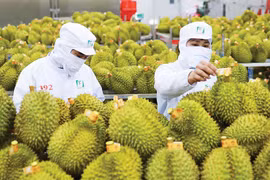 Illustrative photo (Photo: vneconomy.vn)