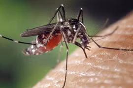 Laos records more than 1,400 dengue fever cases