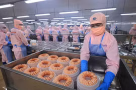 Shrimp processed for export at a Minh Phu Group plant. Several international institutions have lowered Vietnam’s economic growth forecast to between 6 and 6.2% in 2025 due to global policy uncertainty. (Photo: VNA)