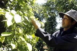 A farmer harvest pepper. (Photo: VNA)