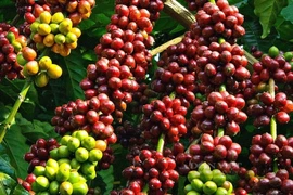 Dak Lak's coffee planting, processing knowledge becomes intangible cultural heritage