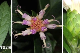 Vietnamese and Japanese scientists have discovered a new plant species, Bach Dau Phong Nha – Ke Bang, scientifically named Decaneuropsis phongnhakebangensis, in Phong Nha - Ke Bang National Park. (Photo: VNA)