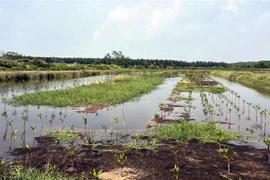 A coastal area under the nature-based mangrove restoration project in Soc Trang. (Photo: VNA)