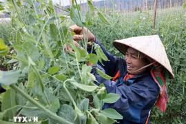 Agricultural production models help farmer access modern technology to improve output. (Photo: VNA)