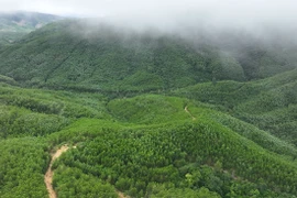 A large-timber plantation area in Van Canh commune, Gia Lai province (Photo: VNA)