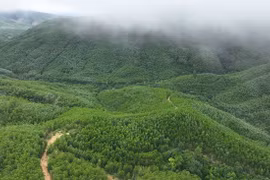 A large-timber plantation area in Van Canh commune, Gia Lai province (Photo: VNA)