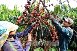 The Sustainable Trade Initiative (IDH) organisation of the Netherlands is funding a pilot of this system on 137,000 ha of coffee. - Illustrative image (Photo: VNA)