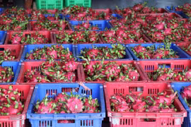 Vietnam's dragonfruits for export (Photo: VNA)